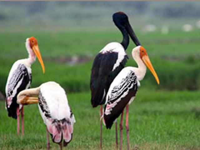 Raebareli